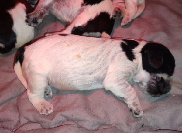 cucciolata cocker spaniel inglese blu roani  | Foto 6