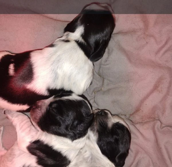 cucciolata cocker spaniel inglese blu roani  | Foto 5