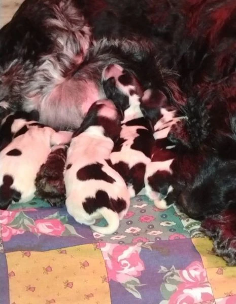 cucciolata cocker spaniel inglese blu roani  | Foto 4