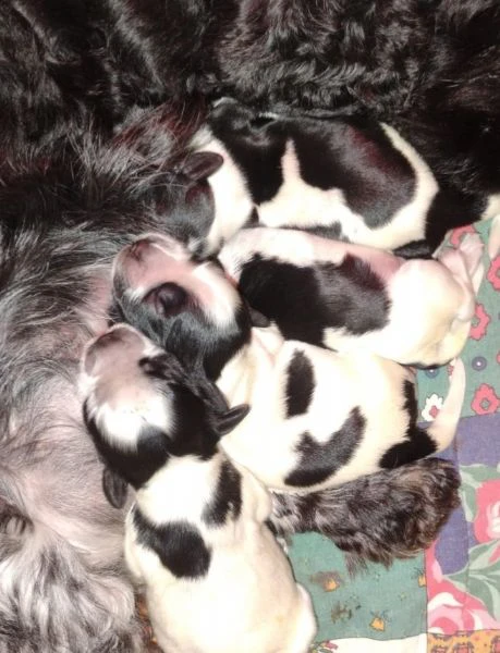 cucciolata cocker spaniel inglese blu roani  | Foto 3