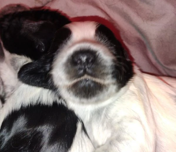 cucciolata cocker spaniel inglese blu roani  | Foto 2