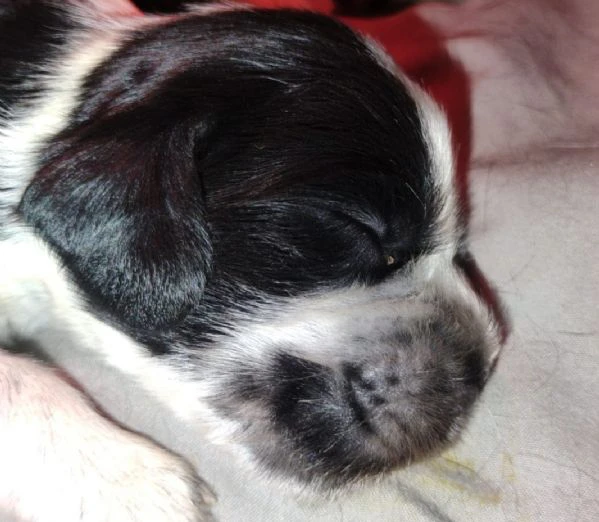 cucciolata cocker spaniel inglese blu roani 