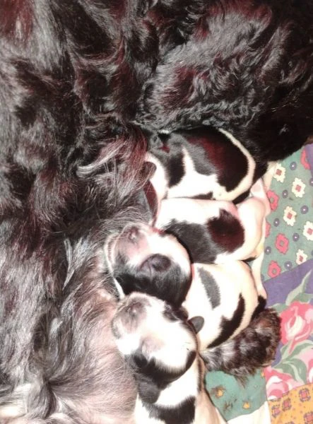 cucciolata cocker spaniel inglese blu roani  | Foto 1