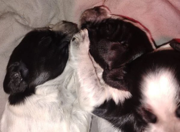 cucciolata cocker spaniel inglese blu roani  | Foto 0