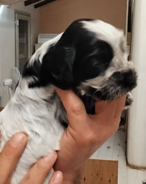 cucciolo cocker spaniel inglese blu roano  | Foto 4