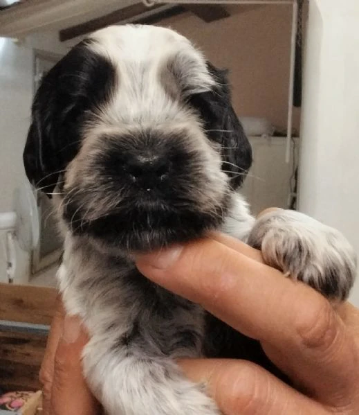 cucciolo cocker spaniel inglese blu roano  | Foto 3