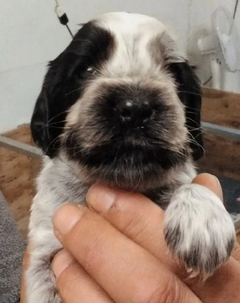 cucciolo cocker spaniel inglese blu roano 
