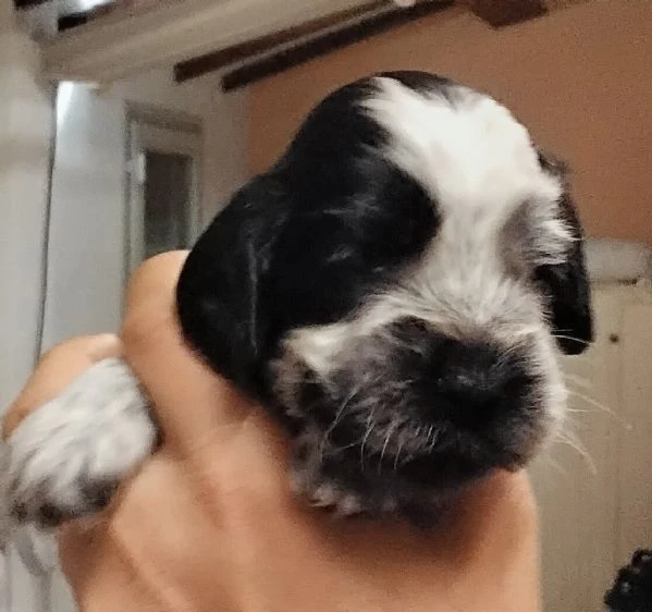 cucciolo cocker spaniel inglese blu roano  | Foto 2