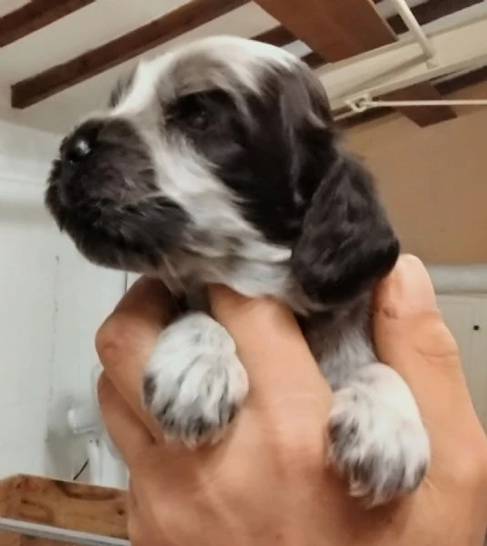 cucciolo cocker spaniel inglese blu roano  | Foto 1