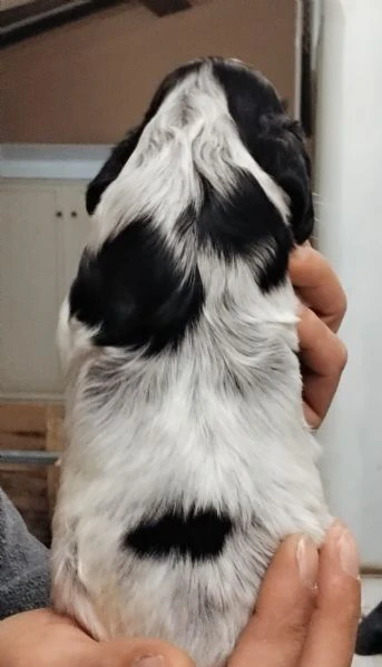 cucciolo cocker spaniel inglese blu roano  | Foto 0