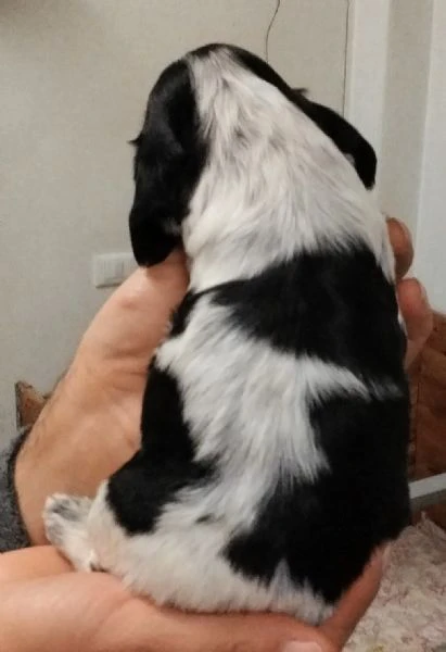 maschietto di cocker spaniel inglese blu roano | Foto 4