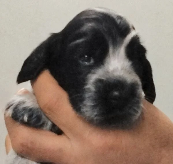 maschietto di cocker spaniel inglese blu roano