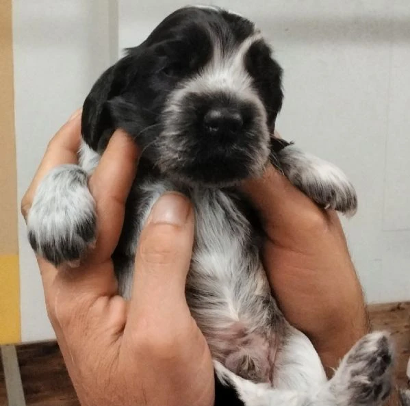 maschietto di cocker spaniel inglese blu roano | Foto 3