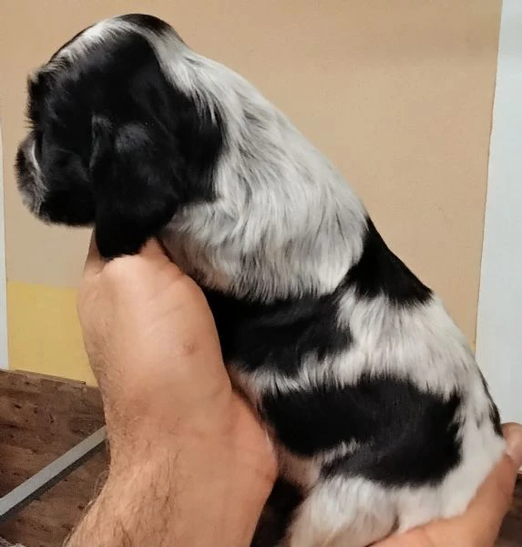 maschietto di cocker spaniel inglese blu roano | Foto 2