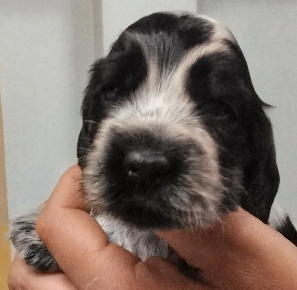 maschietto di cocker spaniel inglese blu roano | Foto 1
