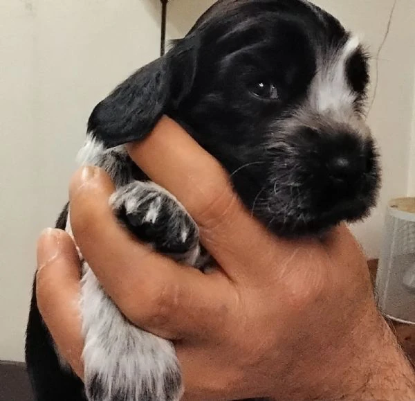 maschietto di cocker spaniel inglese blu roano | Foto 0