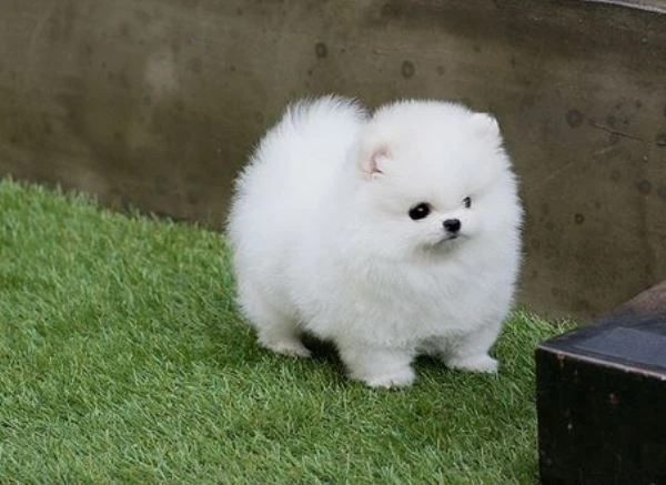 due bellissimi cuccioli di pomerania