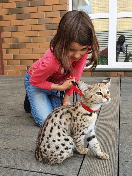 disponibili cuccioli della savana f3, f4 e f5 | Foto 3