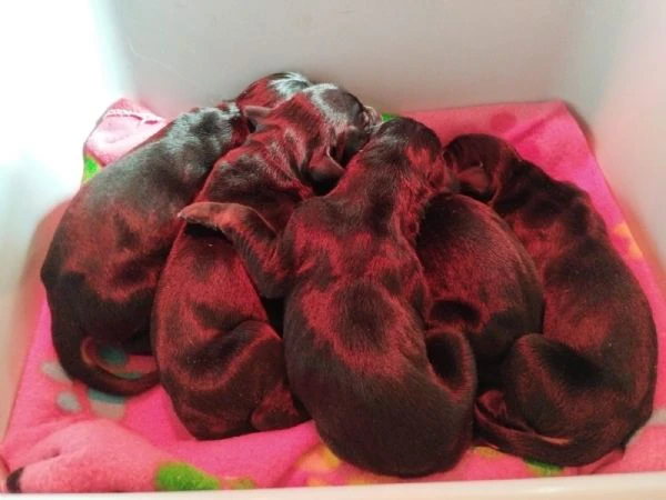 cuccioli di dobermann in toscana  | Foto 2