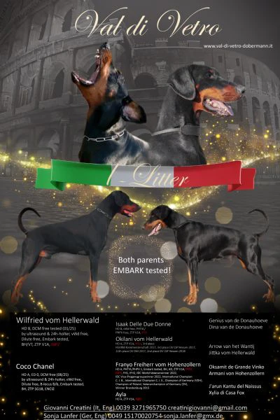 cuccioli di dobermann in toscana 