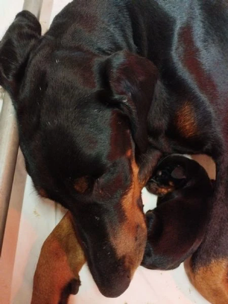 cuccioli di dobermann in toscana  | Foto 0