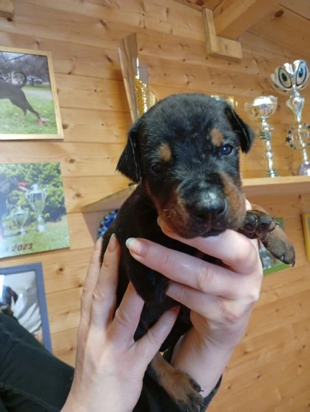 cuccioli di dobermann in toscana 