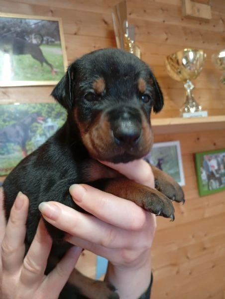 cuccioli di dobermann in toscana  | Foto 1