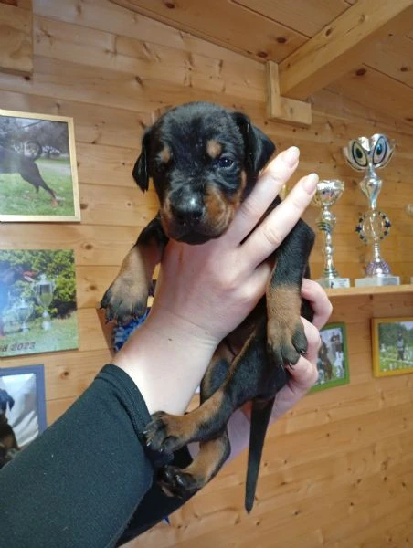 cuccioli di dobermann in toscana  | Foto 0