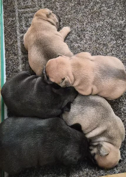 cuccioli bouledogue francese  | Foto 0
