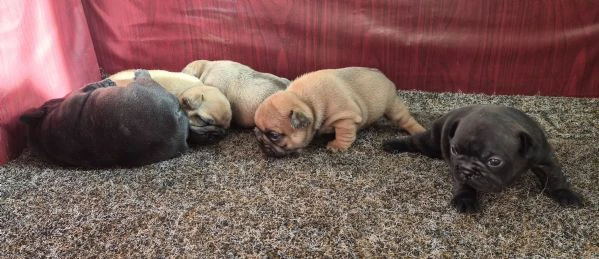 cuccioli bouledogue francese 