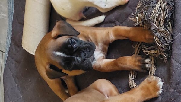 Gioco Peluche Piero Per Cani in colore Giallo - Bazar del Pet