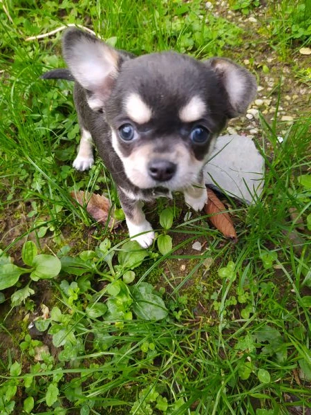 chihuahua cucciola femmina