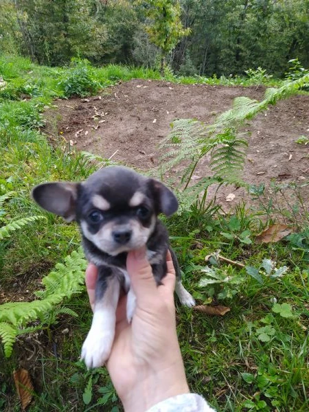 chihuahua cucciola femmina | Foto 0