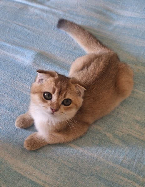 scottish fold e straight