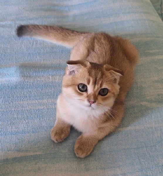 scottish fold e straight | Foto 5