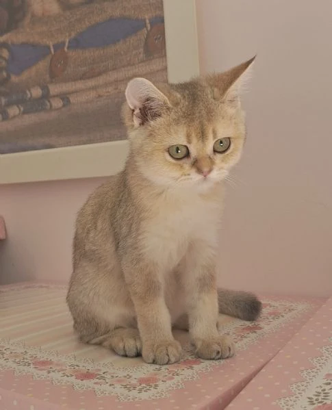 scottish fold e straight | Foto 4
