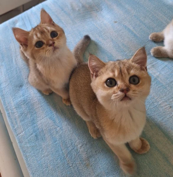 scottish fold e straight | Foto 2