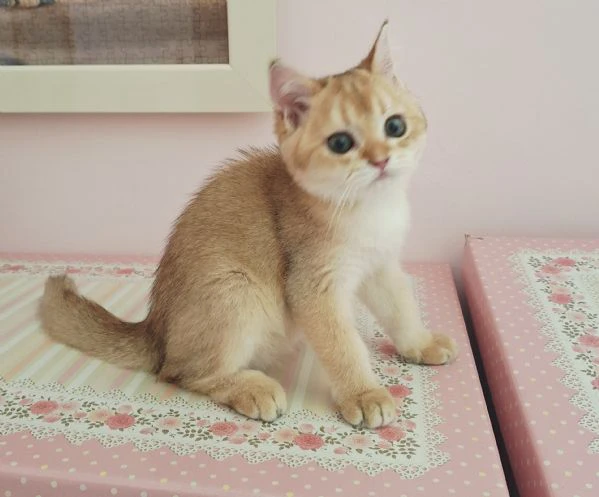 scottish fold e straight | Foto 1