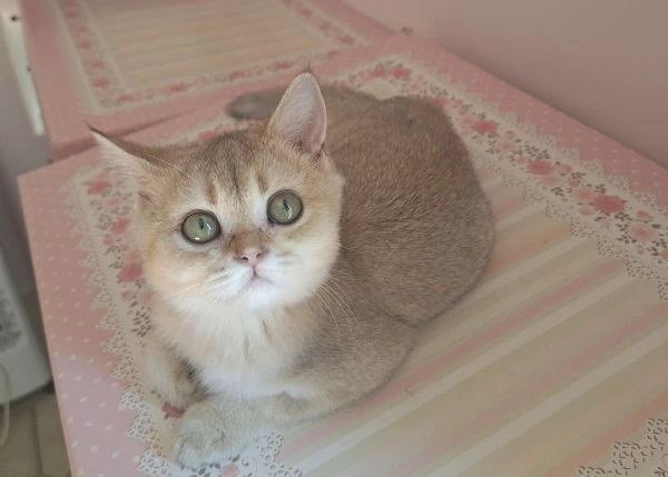 scottish fold e straight | Foto 0