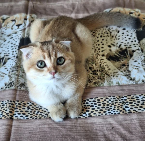 scottish fold con pedigree