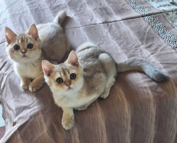 scottish fold con pedigree | Foto 6