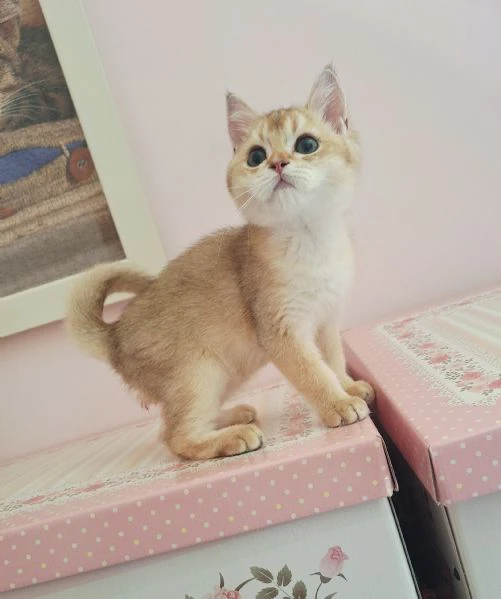 scottish fold con pedigree | Foto 5