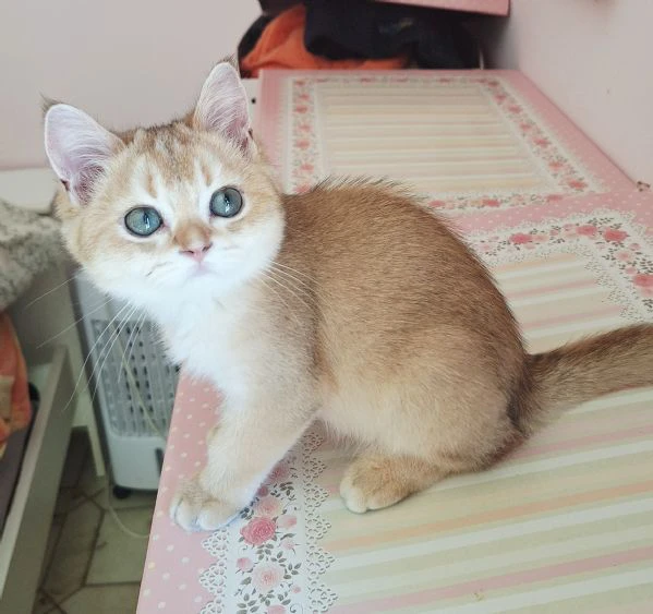 scottish fold con pedigree | Foto 4
