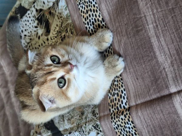 scottish fold con pedigree | Foto 3