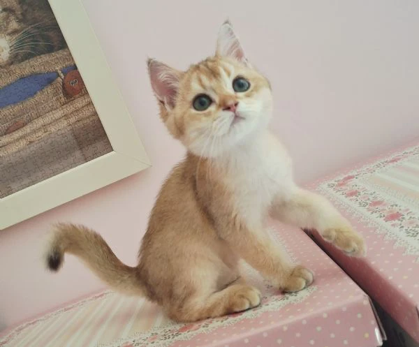 scottish fold con pedigree | Foto 2