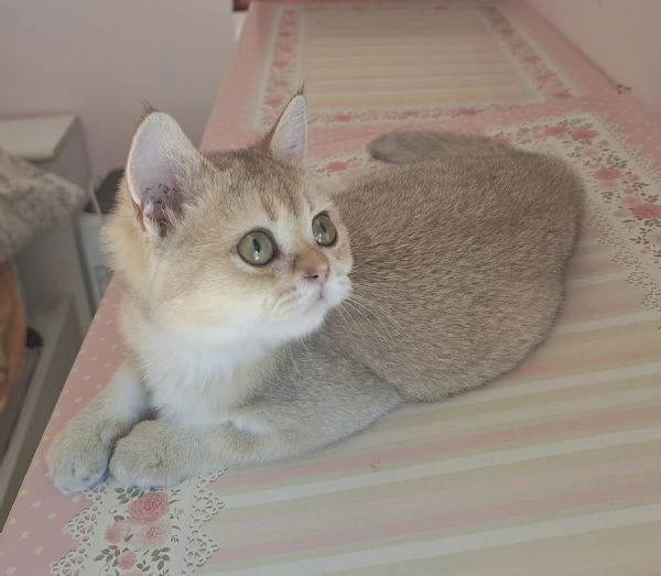 scottish fold con pedigree | Foto 1