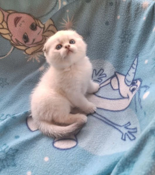 scottish fold con pedigree