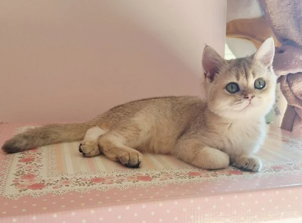 scottish fold con pedigree | Foto 0