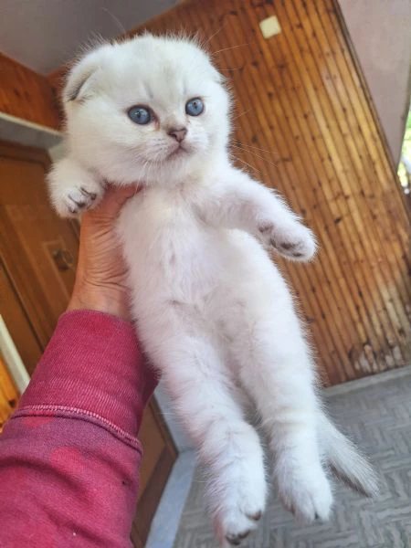 scottish fold con pedigree | Foto 2