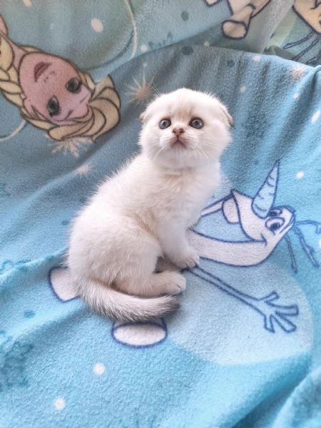 scottish fold con pedigree | Foto 1